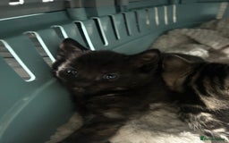 Mixed Breed cats for sale: 3 kitten  - Image 5