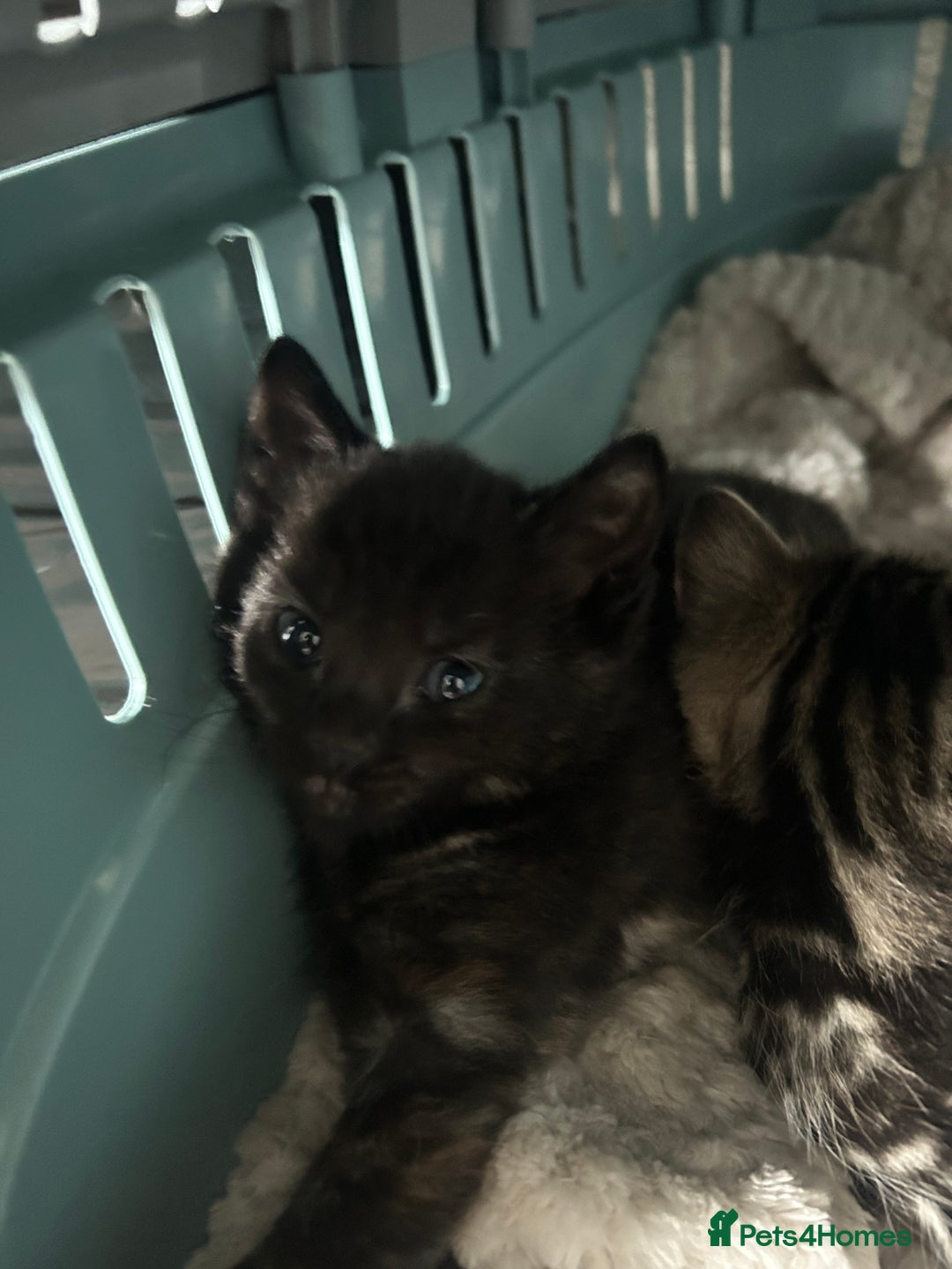 Mixed Breed cats for sale: 3 kitten  - Image 5