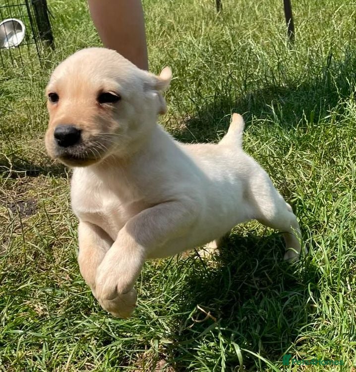 Labrador Retriever dogs Two beautiful Lab pups ready to go  - Advert 1