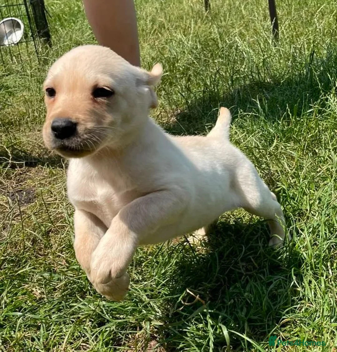 Labrador Retriever dogs for sale: Two beautiful Lab pups ready to go  in Aylesbury - Advert 1