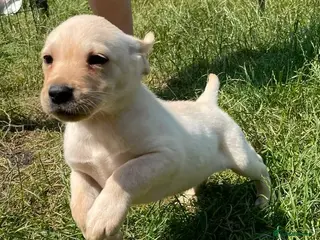 Labrador Retriever dogs Two beautiful Lab pups ready to go - Advert 1