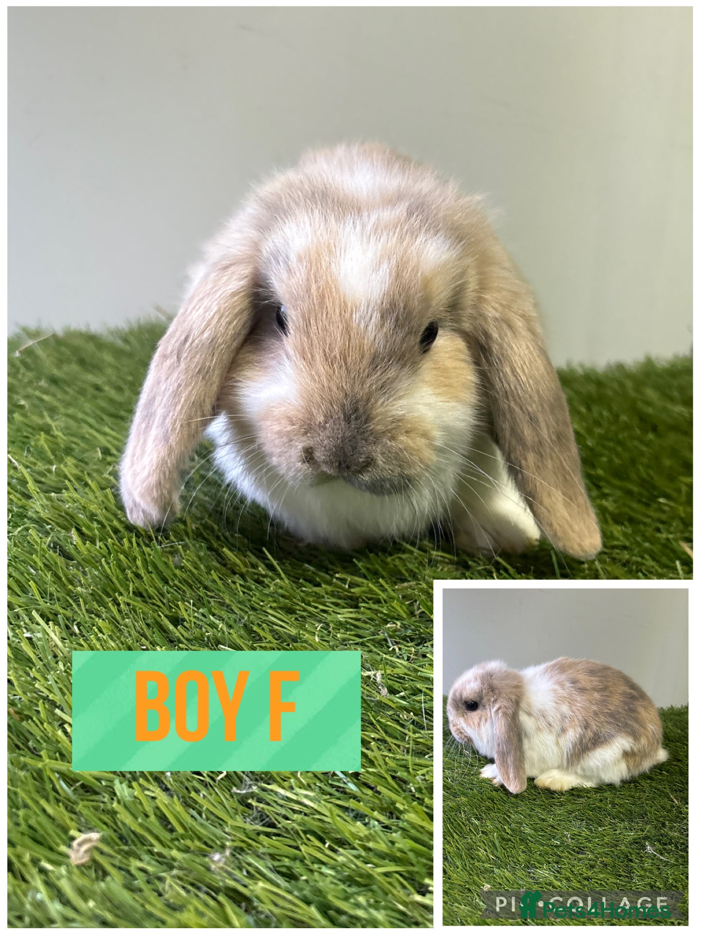 Mini Lop rabbits Beautiful, friendly mini lops 9 weeks old  - Advert 7