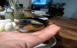 Yorkshire Terrier dogs for sale: Mini Yorkie looking for a new home  - Advert 2