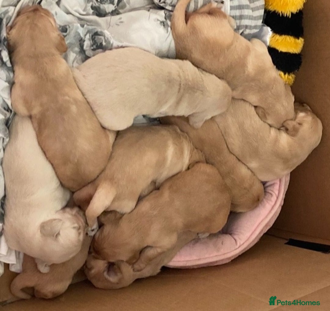 Golden Retriever dogs for sale: Available for STUD - Image 38