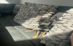 Chihuahua dogs for sale: Beautiful boy - Image 3