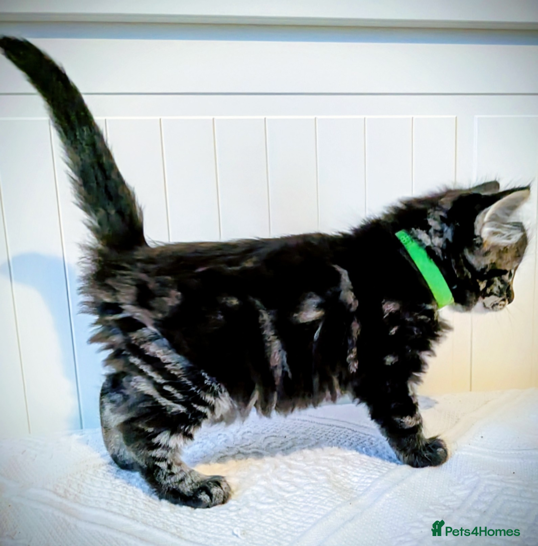 Bengal cats for sale: Beautiful Bengal x Mainecoon moggies - Image 12