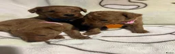 Labradoodle dogs for sale: Labradoodle Fox Red❤️❤️❤️ - Advert 17