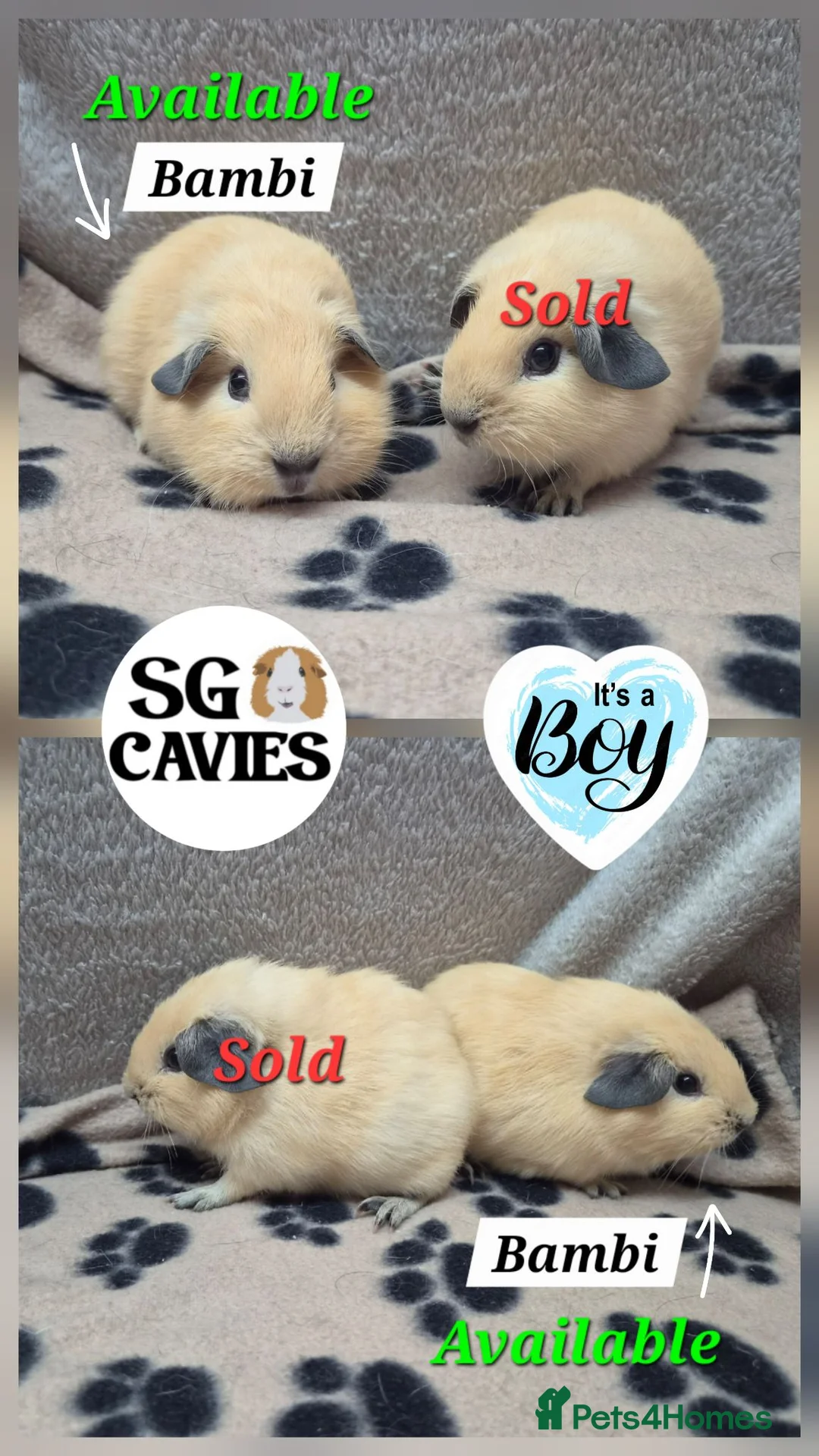 Guinea Pig rodents for sale: HOMES NEEDED  Beautiful baby guinea pigs for sale  - Advert 4