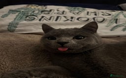 British Shorthair cats for sale: 14-Month-Old British Shorthair - Image 2