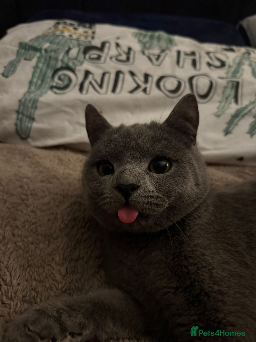 British Shorthair cats for sale: 14-Month-Old British Shorthair - Image 2