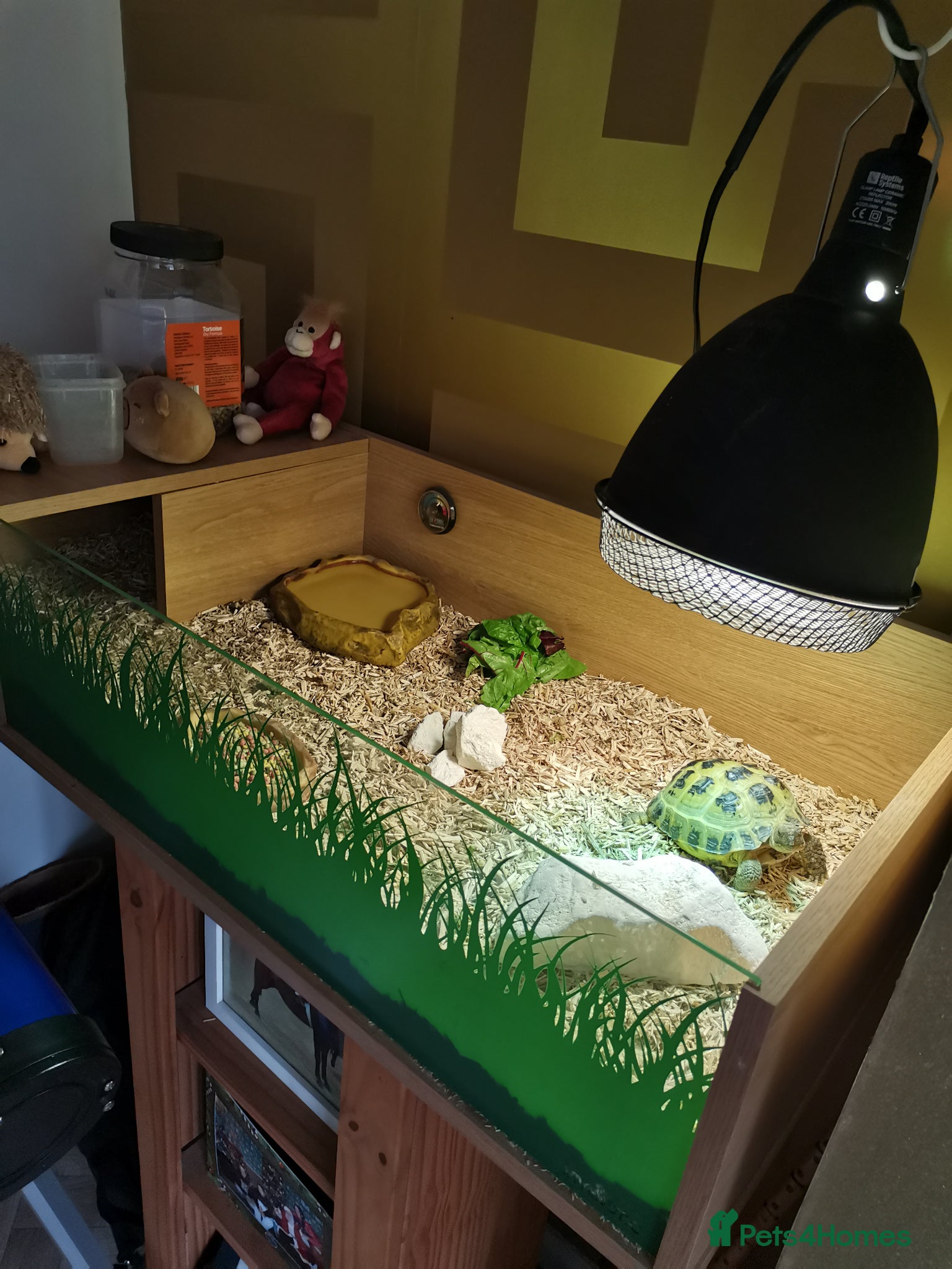 Tortoise reptiles for sale: Horsfields Tortoise in Retford - Advert 2