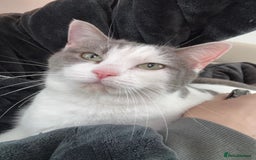 American Shorthair cats for sale: American shorthair x sphynx  - Image 8