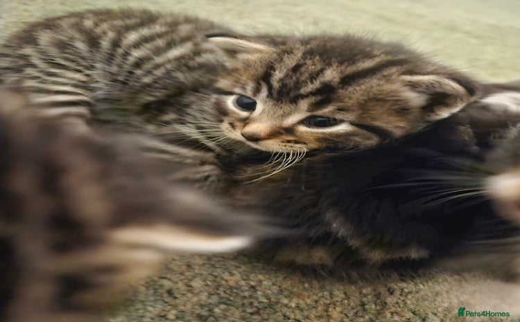 Maine Coon cats - Advert 4