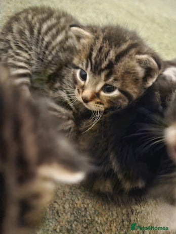 Maine Coon cats - Advert 4