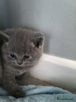 British Shorthair cats LAST KITTEN *READY NOW* - Advert 12