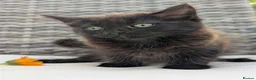European cats for sale: Playful kittens  - Advert 28