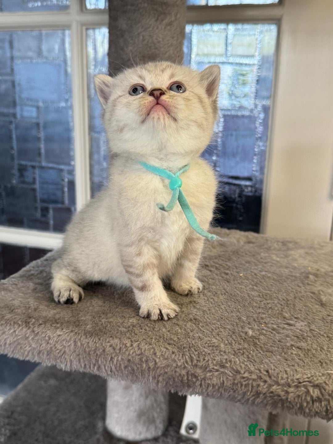 British Shorthair cats for sale: Affectionate Kitten for Rehoming – Indoor Home - Advert 3