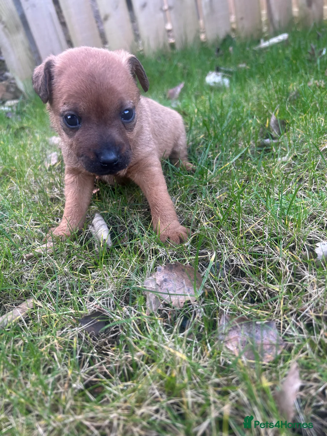 Patterdale Terrier dogs for sale: Stunning Patterdale pups  - Advert 22