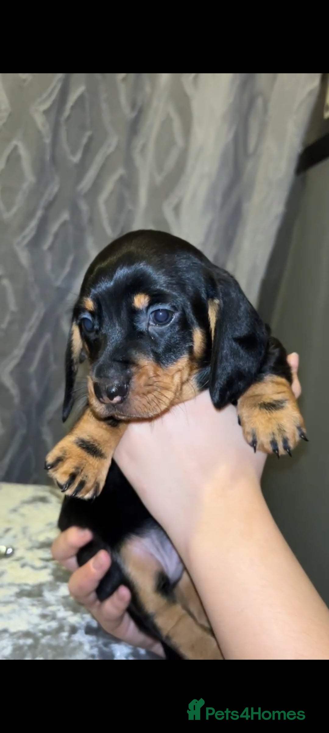 Miniature Dachshund dogs Miniature Dachshund  - Advert 10