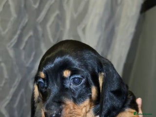 Miniature Dachshund dogs Miniature Dachshund - Advert 2