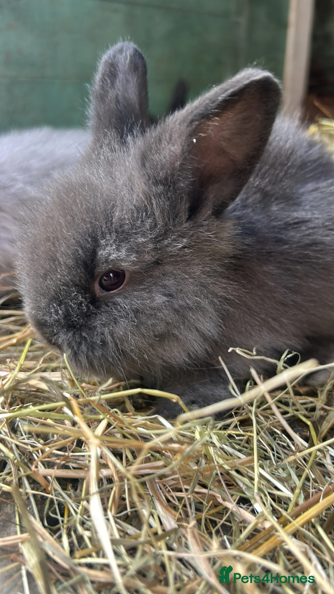 Mixed Breed rabbits for sale: Lion lop mix litter of baby bunnies  - Advert 2