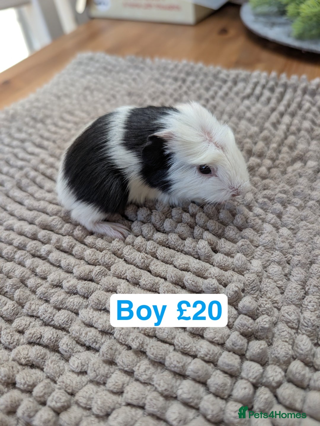 Guinea Pig rodents for sale: Baby guinea pigs girls and boys   - Advert 9
