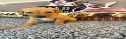 Labrador Retriever dogs for sale: 10/10 MALE PUP AVAILABLE WITH UNMATCHED PEDIGREE  - Advert 12