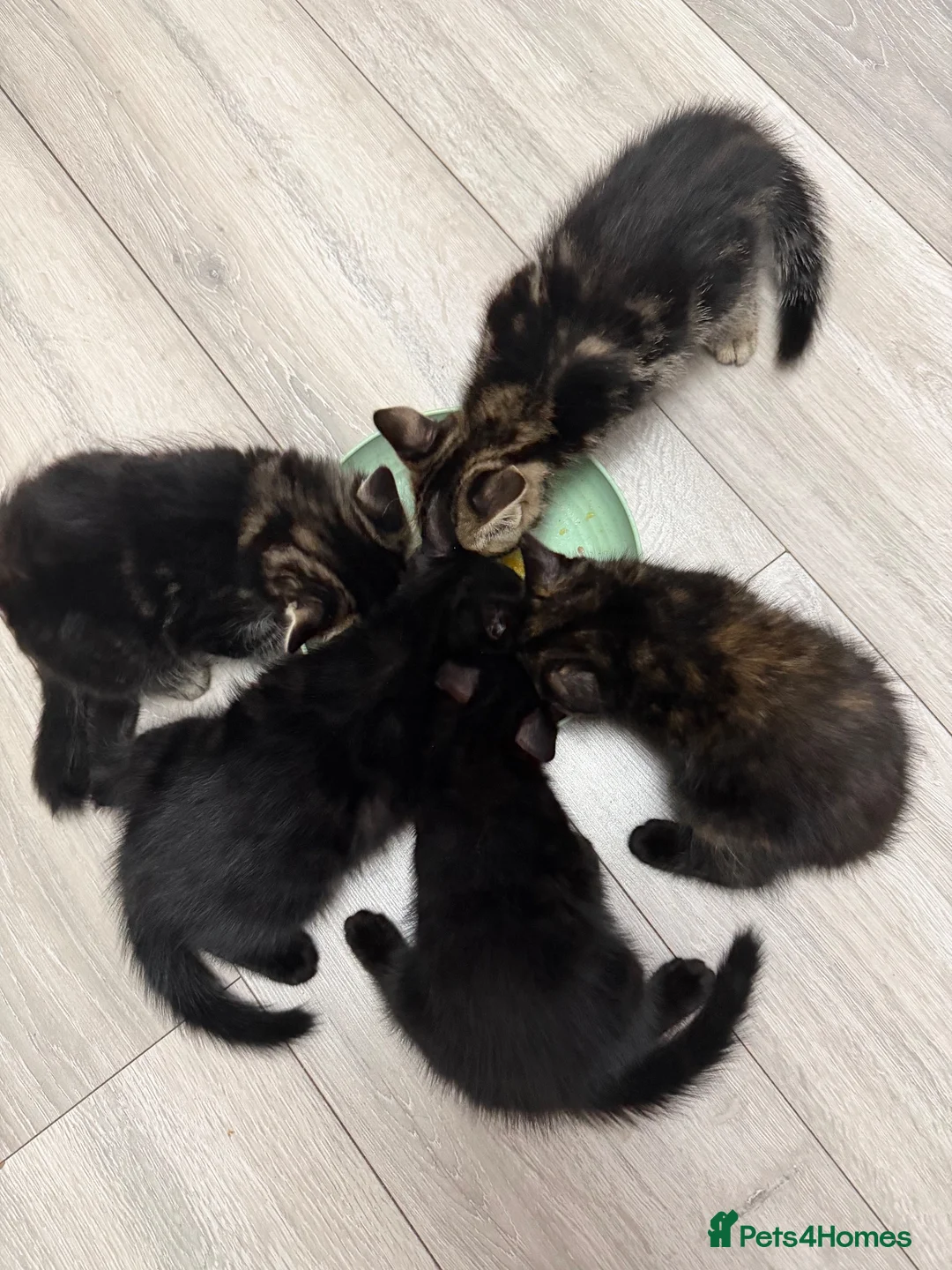 Mixed Breed cats for sale: 4 kittens available  in Ipswich - Advert 2