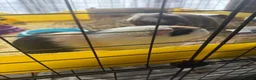 Guinea Pig rodents for sale: 2x female Guinea pigs, cage, food , accessories  in Luton - Advert 4