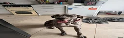 Great Dane dogs for sale: Luna  - Advert 2