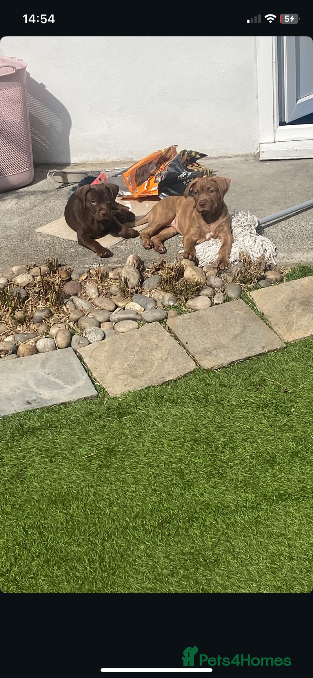 American Bull Staffy dogs for sale: 3 months Staffy X pit bull  - Image 6