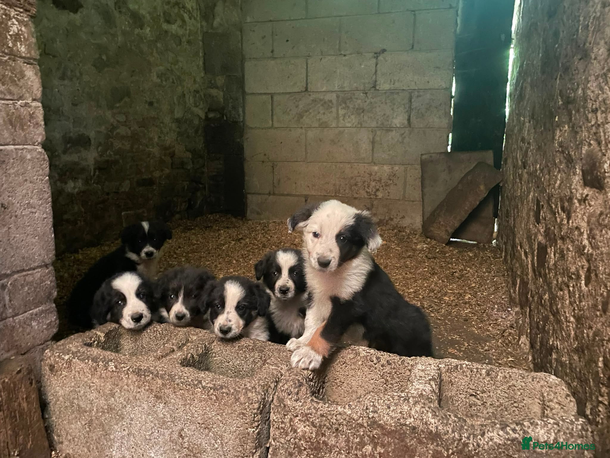 Border Collie dogs 6 Male Border Collie Puppies For Sale - Advert 1