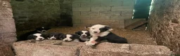 Border Collie dogs for sale: 6 Male Border Collie Puppies For Sale in Lancaster - Advert 1
