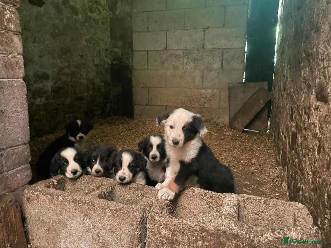 Border Collie dogs for sale: 6 Male Border Collie Puppies For Sale in Lancaster - Advert 1