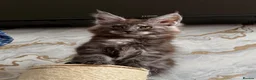 Maine Coon cats for sale: Stunning Maine Coon Kittens TICA Registered - Advert 3