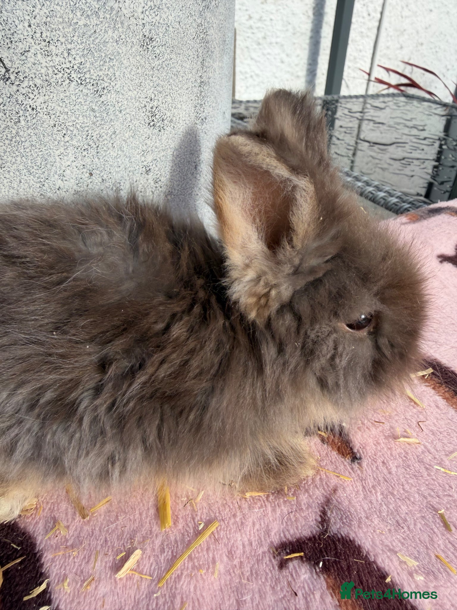 Angora rabbits for sale: Angora buns - Advert 6