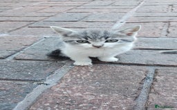 British Longhair cats for sale: 2males /2 famles - Image 3