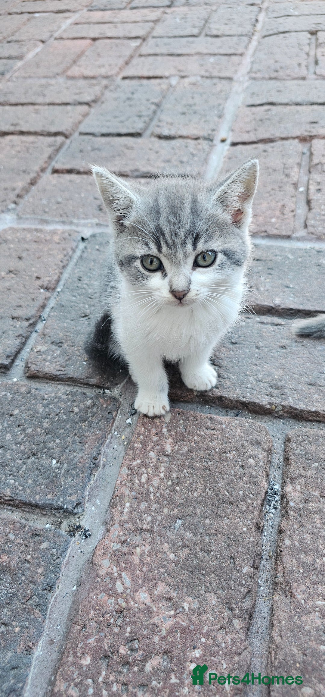 British Longhair cats for sale: 2males /2 famles - Image 3
