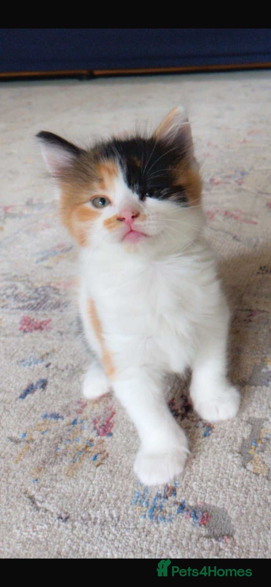 Mixed Breed cats Healthy , Energetic, Absolutely stunning 8  - Advert 2