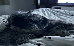 Cockapoo dogs for sale: Miniature Cockapoo - Advert 7