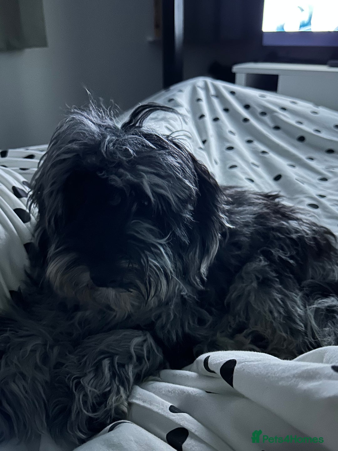 Cockapoo dogs for sale: Miniature Cockapoo - Advert 7