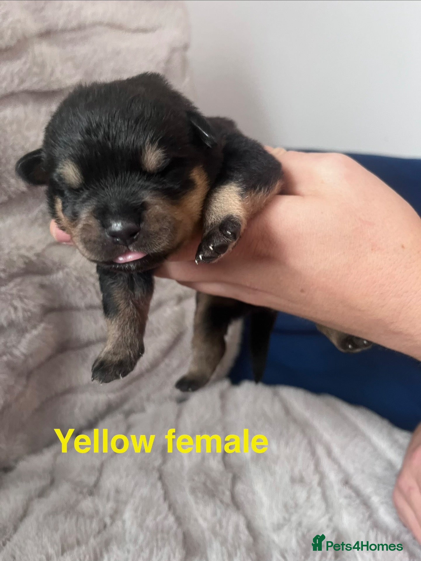 Rottweiler dogs Beautiful chunky Kc linage Rottweiler puppies  - Advert 2