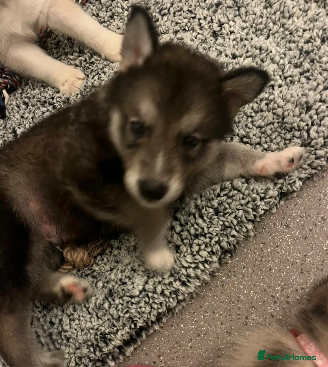 Shepsky dogs for sale: Northern innuit puppies - Advert 35