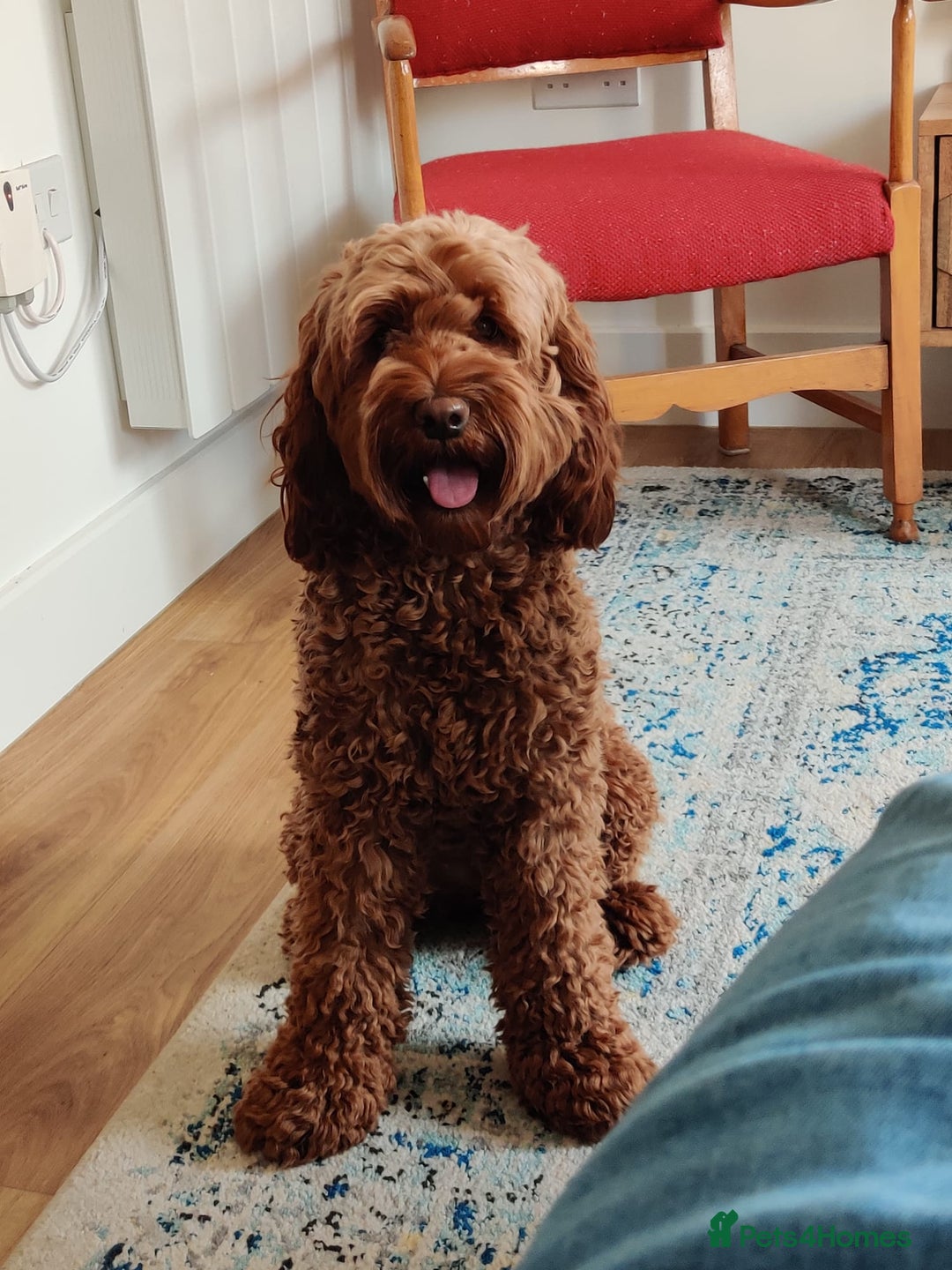 Labradoodle dogs for sale: Multigenerational Doodles Licensed and Tested - Advert 15