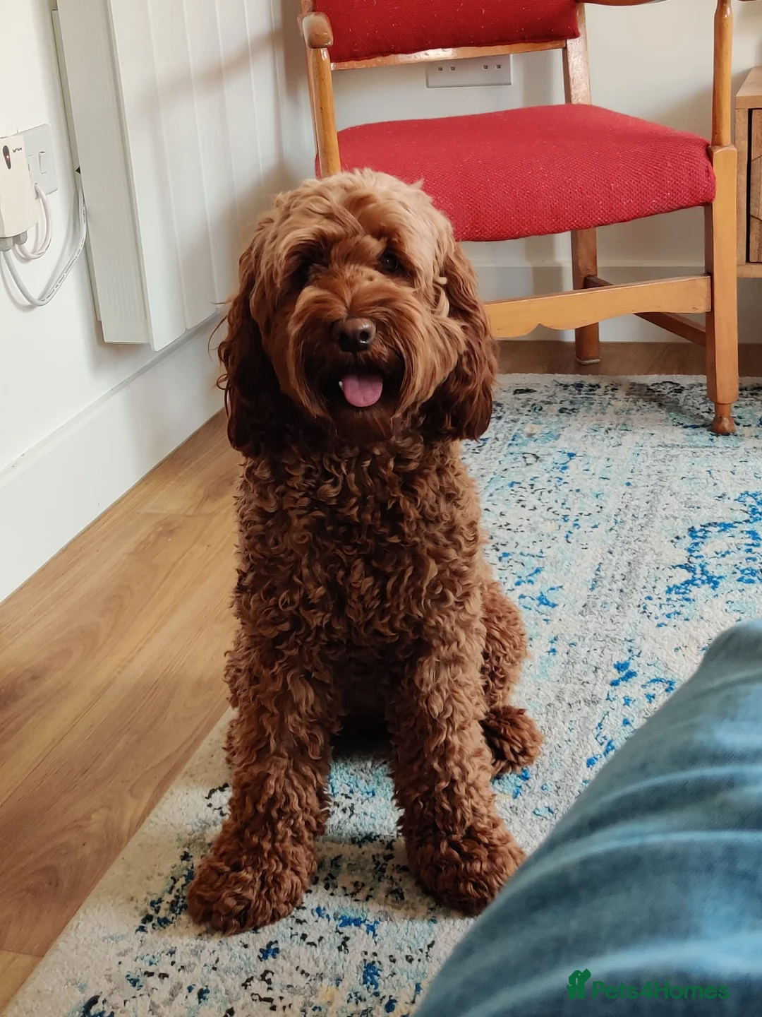 Labradoodle dogs for sale: Multigenerational Mini Doodles Licensed and Tested - Advert 16