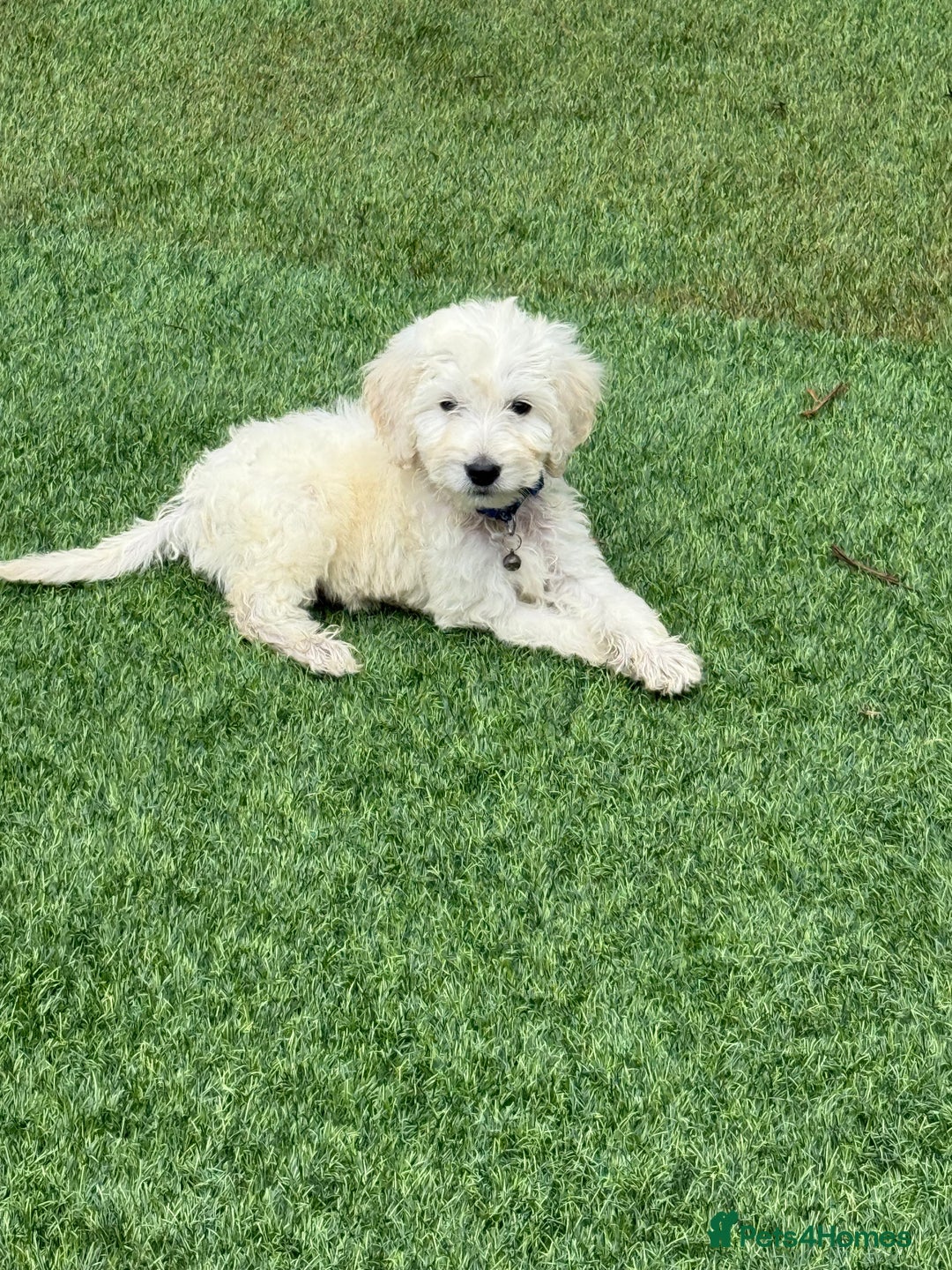 Goldendoodle dogs for sale: F1B GOLDENDOODLE PUPPIES 2 BOYS AVAILABLE  in Farnham - Image 3