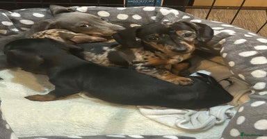 Miniature Dachshund dogs 🌈 4 left Stunning rainbow litter mini dachshunds - Advert 13