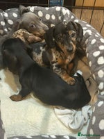 Miniature Dachshund dogs 🌈 4 left Stunning rainbow litter mini dachshunds - Advert 13