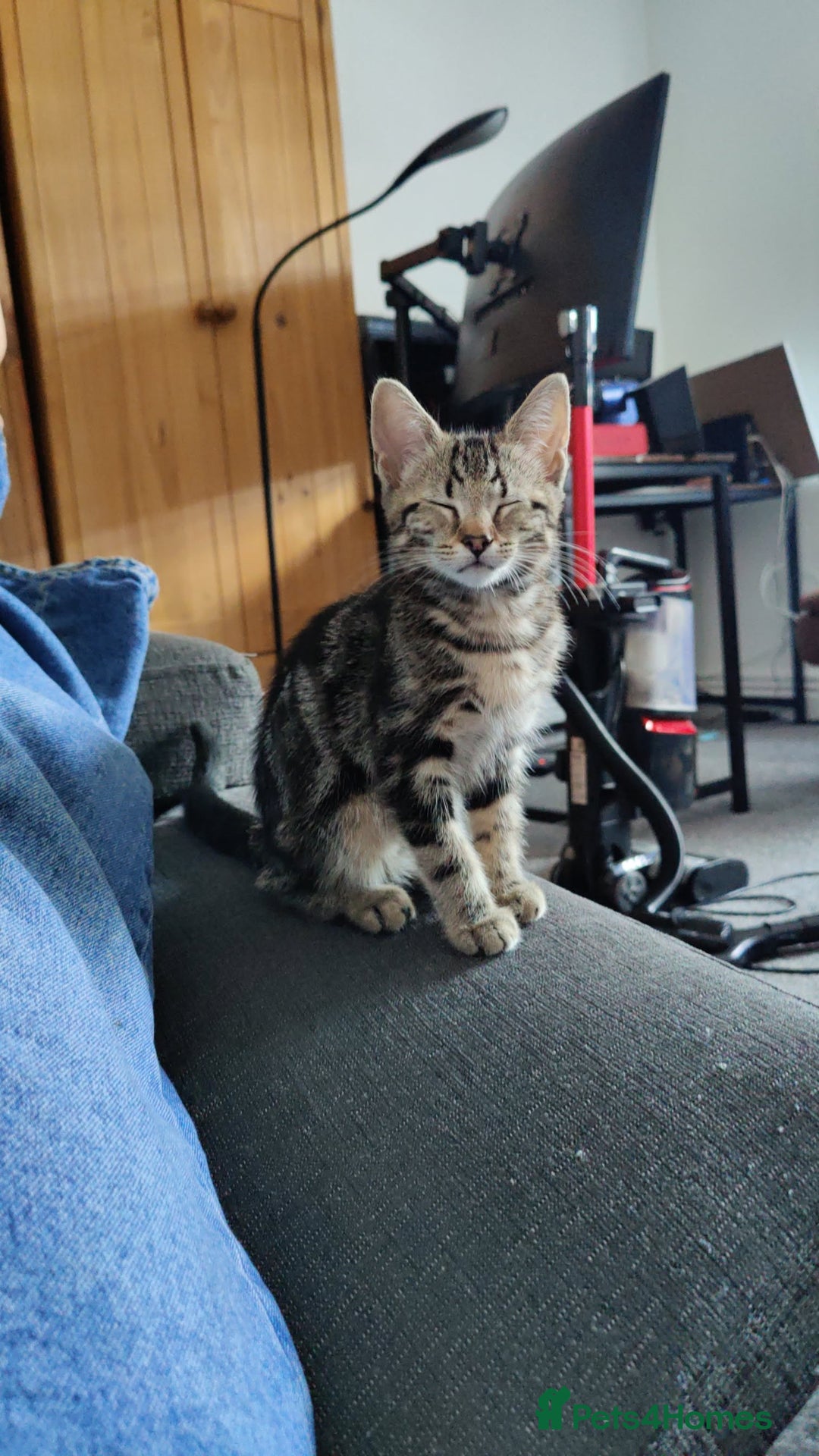 Mixed Breed cats for sale: 2 kittens for sale  - Image 2