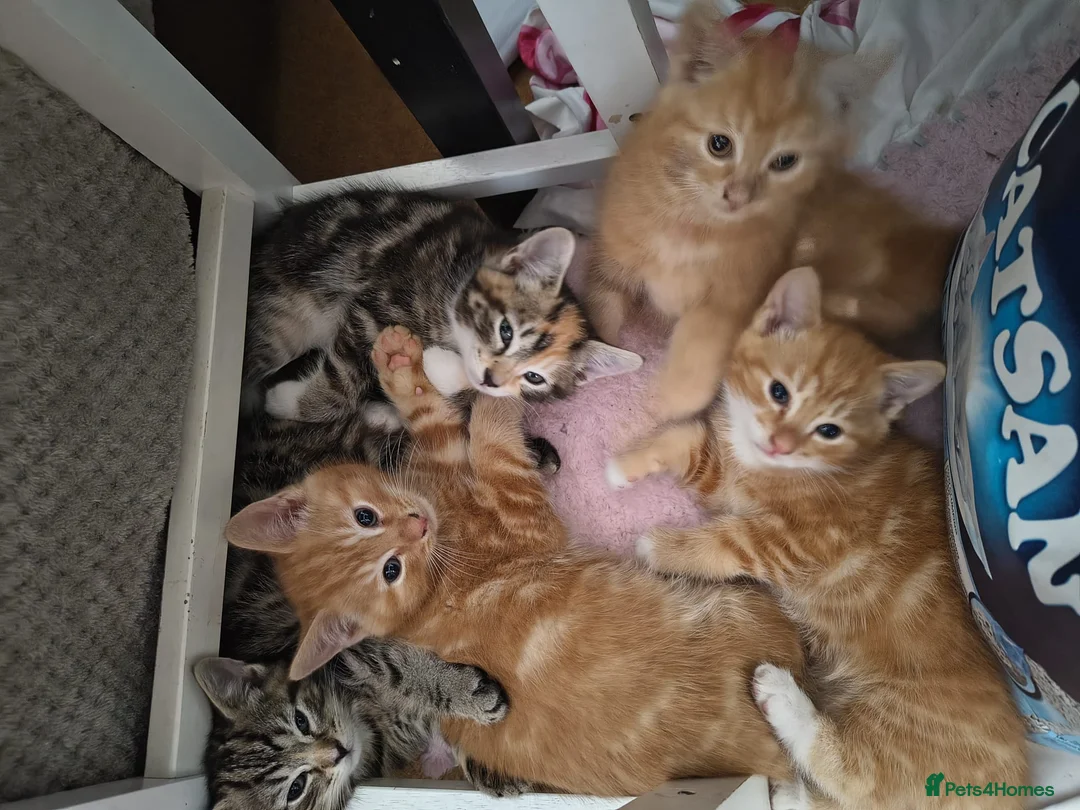 Mixed Breed cats for sale: 5 Beautiful Kittens * TABBY * GINGER *  - Advert 1